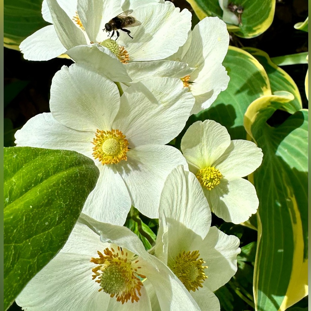 Flowers in my hair, rock & roll in my soul